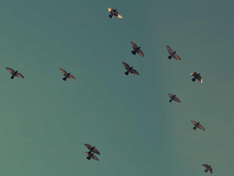 分发引擎<br>图文/视频跨平台一键同步